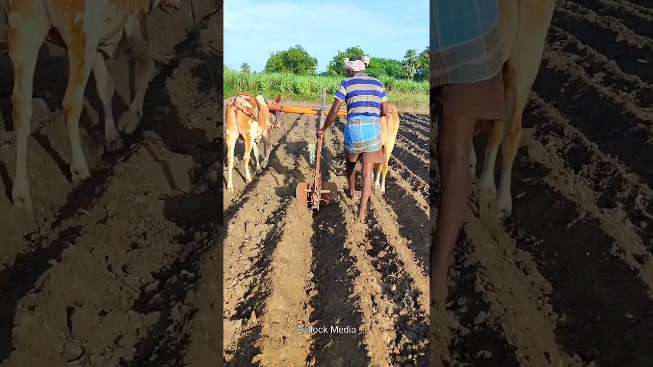 bull ploughing the field with bull | ploughing with bulls | bulls ploughing video | bullock media