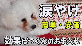 【涙やけ改善】これが効果ばつぐんのお手入れ法です【アテレコ犬】【トイプードル】〔57〕