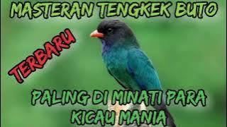 Masteran tengkek buto...paling di MINATI para KICAU MANIA