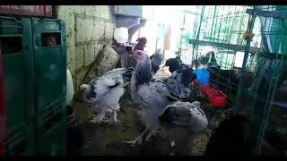 Light Brahma Chicken