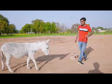 गधे के आगे गाजर बाँध दे तो क्या होगा?😂 Unexpected Results |  लालची गधा??