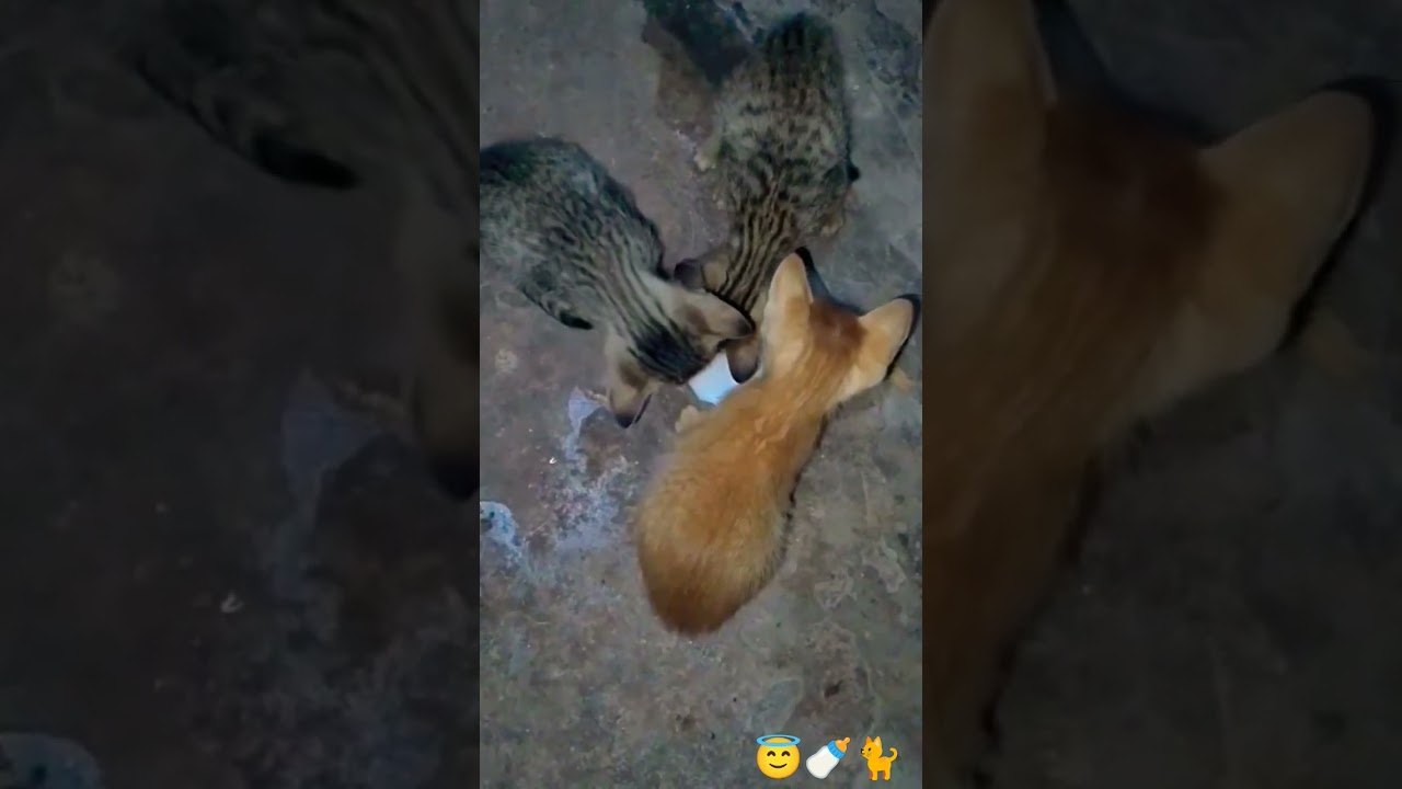Hungry kitten wants milk🍼🐈