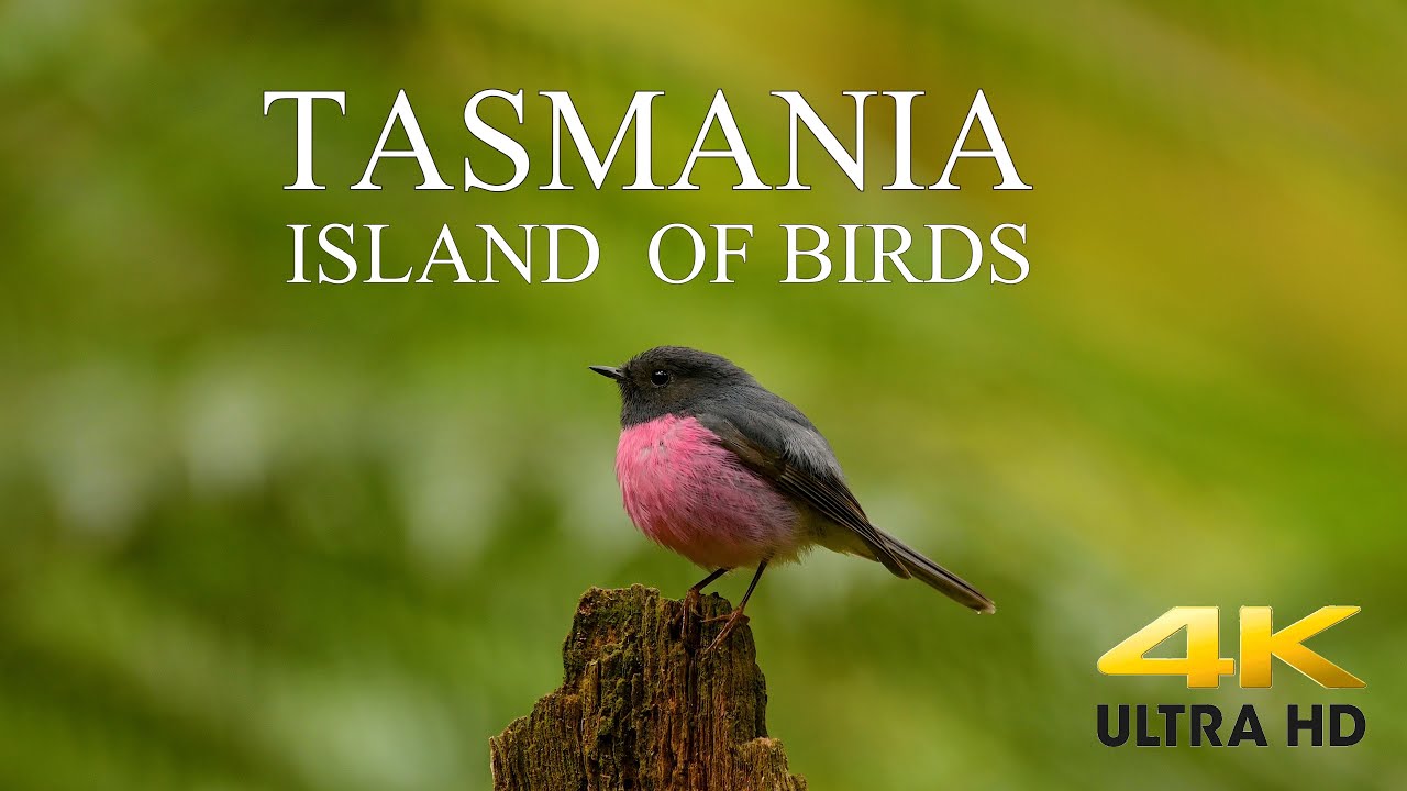 AUSTRALIA DOCUMENTARY 4K / TASMANIA Birds and Wildlife / Tasmania Island of Birds. 