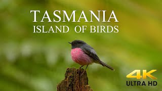 AUSTRALIA DOCUMENTARY 4K / TASMANIA Birds and Wildlife / Tasmania Island of Birds. #DiscoverTasmania