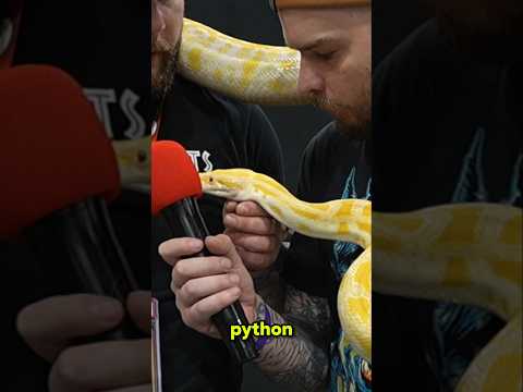 Say Hello To *Cashmere" 🐍 #python #snakes #reptile #burmesepython
