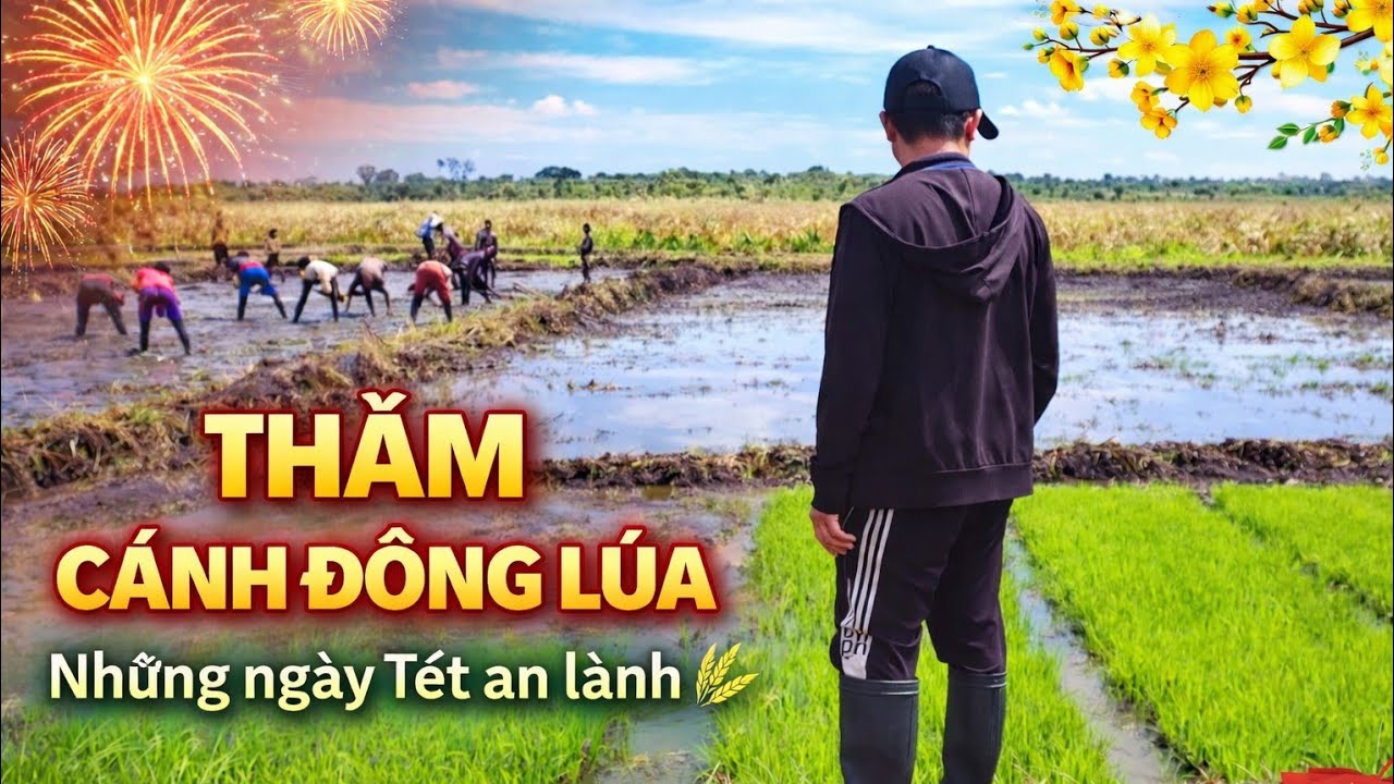 Quang Linh Vlogs |Chúc Mừng Năm Mới Việt Nam - Angola Vẫn Phải Đi Làm