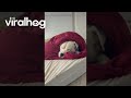 Mastiff Relaxes on Warm and Cozy Mattress || ViralHog
