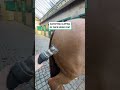 Satisfying clipping of thick horse coat