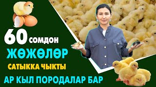 Ой-Боой! ЖѲЖѲЛѲР ѳтѳ АРЗАН сатыкка ЧЫКТЫ ~ Издеген ПОРОДАЛАР жана жем, брудер, суу, идиштер да бар