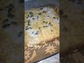 Soft Tea Cake Slice 🍰✨ #teacake #cakerecipe #bakinglove #shorts #viral