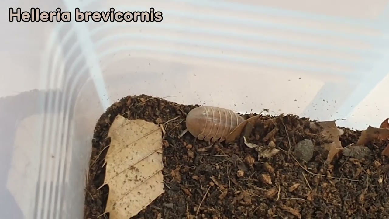 Helleria brevicornis