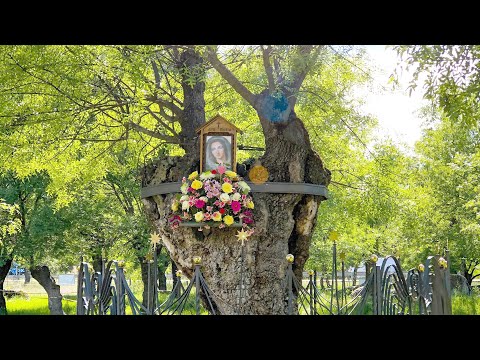 The Ash Tree of the Apparitions of the Virgin in El Escorial