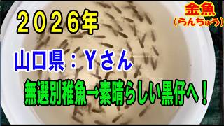 Ranchu (#Goldfish) Breeder's Record No. 350: Yamaguchi Prefecture