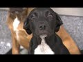 Puppies rescued from south Georgia wildfires up for adoption