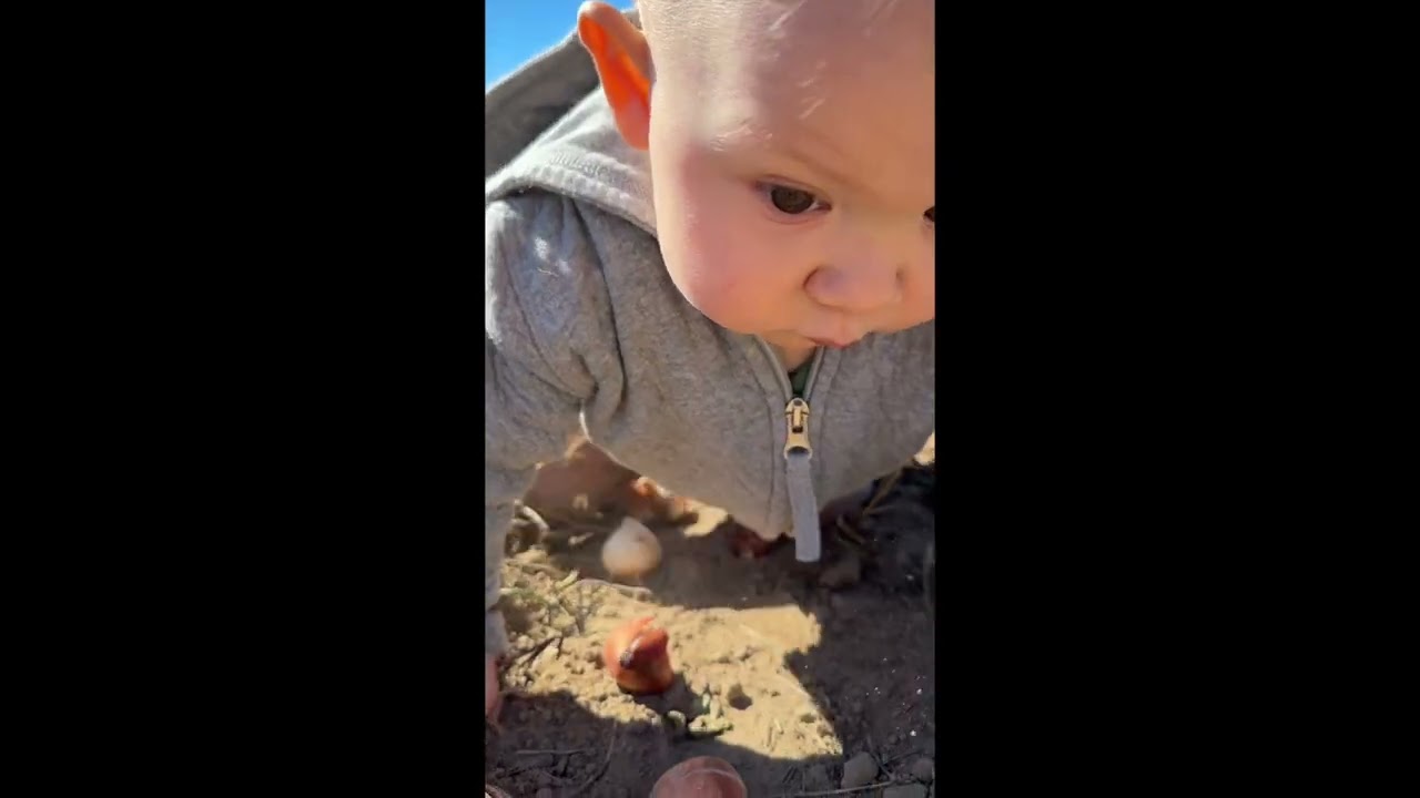 Tulip Planting on Cuppett Bros. Farm: 2025