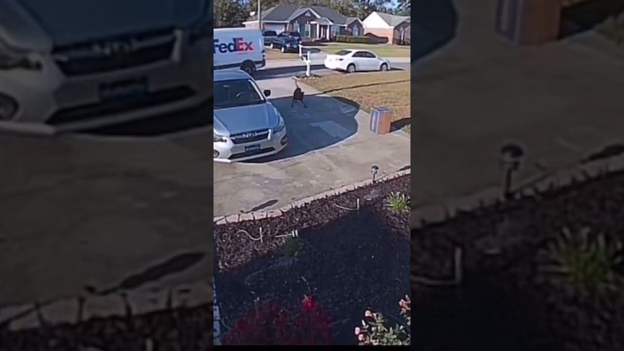 Dog attacks FedEx delivery driver 🤣😂🤣