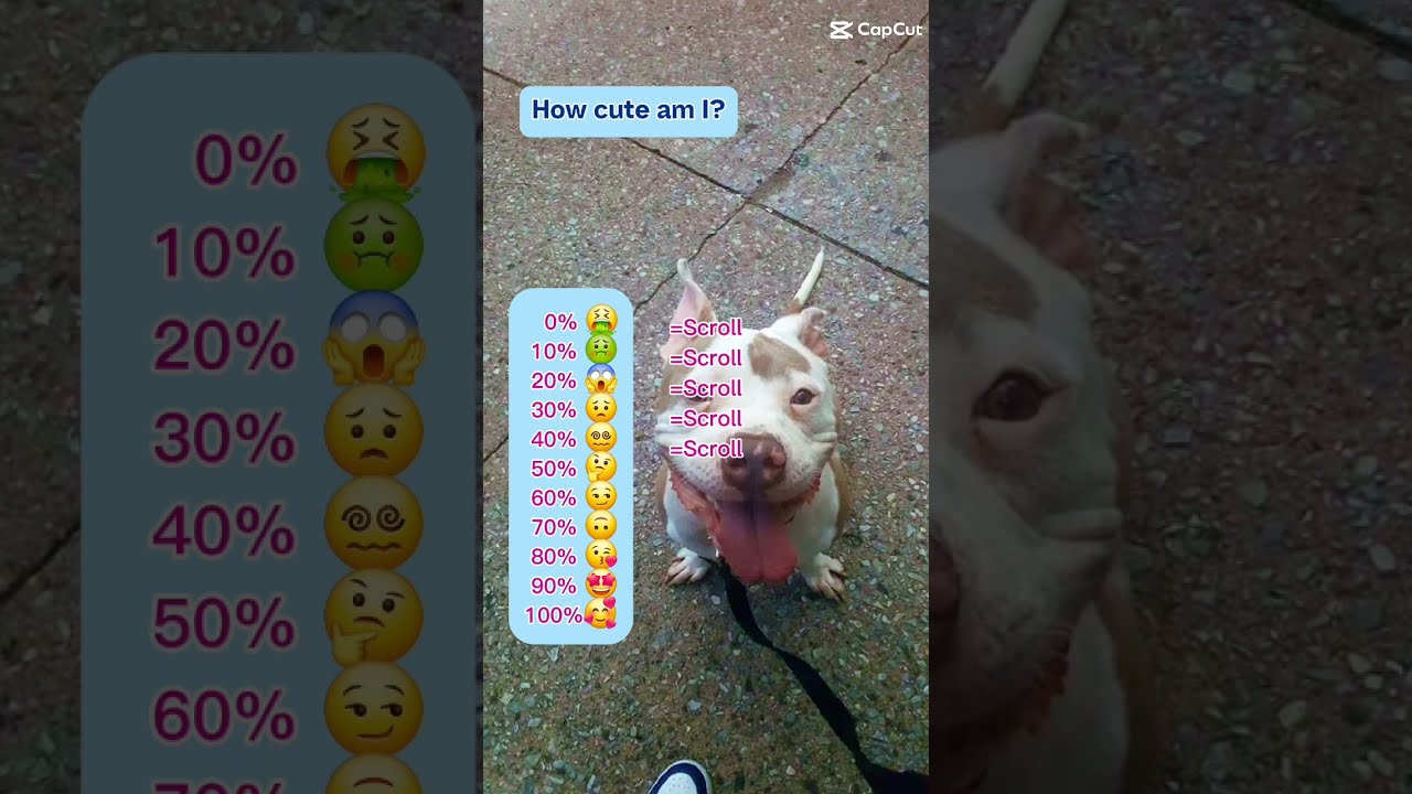 How Cute Is She Starr StarrPower Pitbull Dog Viral