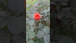 Newly blooming flower orange color rose flower#shortsviral #rose #flowers