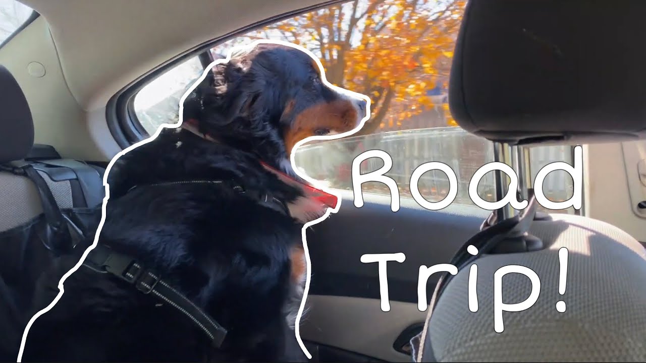Caroline Tesori Bernese Mountain Dog Bandiera Tela Dimensioni Casa