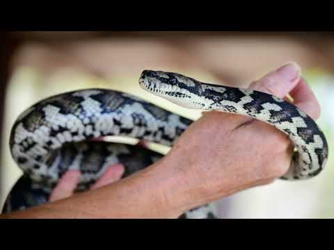 Unlock Python's Math Secrets: Essential Functions Explained!#pythonbasics #learnpython