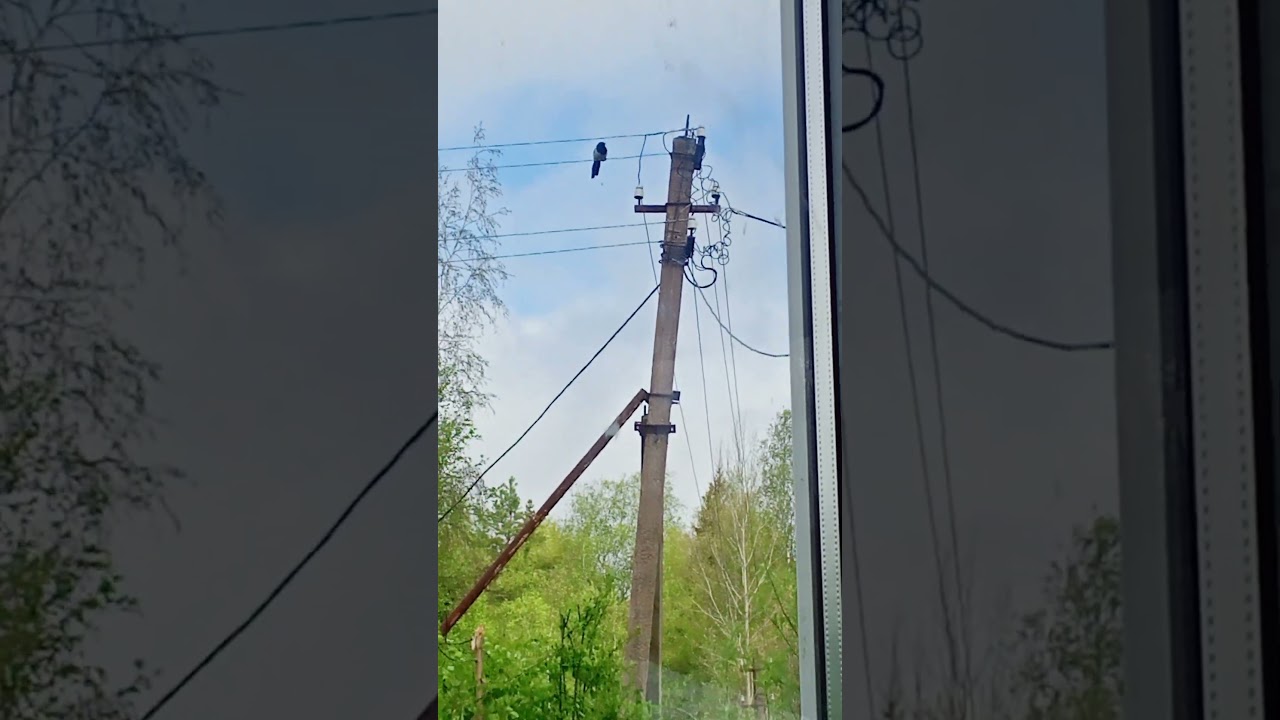 СОРОКА 🦜 ВОРОВКА 🦅 Всё под контролем 