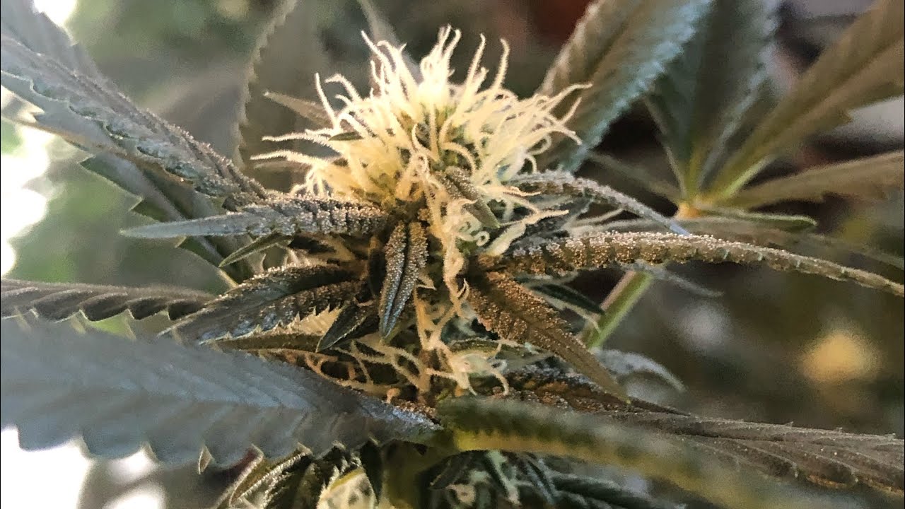 Afghan kush series episode 7