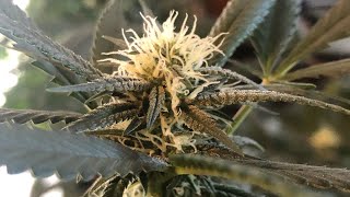 Afghan kush series episode 7