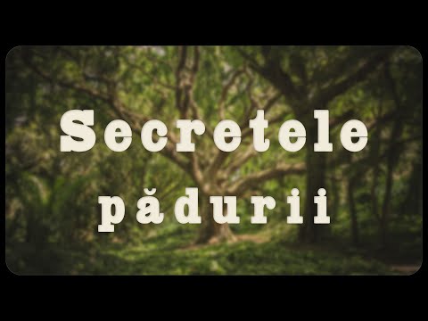 Video: Ce Este Pădurea