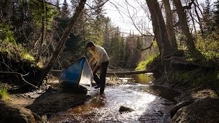 3 Days Solo Camping and Canoeing on Backcountry River - Moose and Calf Encounter