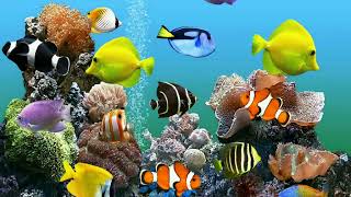 Most beautiful colorful fishes with attractive images