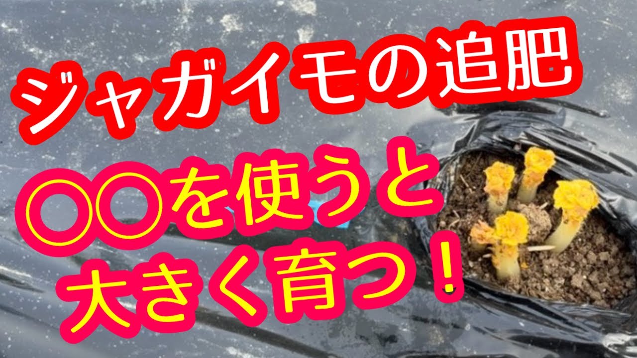 Potatoes] With this, you can rest assured. There's a fertilizer