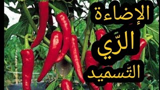 كيف أعتني بنبات الفلفل (الفليفلة)، How to take care of pepper plants