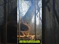 Detik-Detik Pohon Raksasa Tumbang. Proses Penebangan dengan Chainsaw#shorts #technology #fypシ゚viral