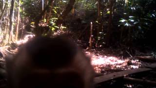 A close up of a pig-tailed macaque
