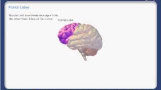 brain_01.avi