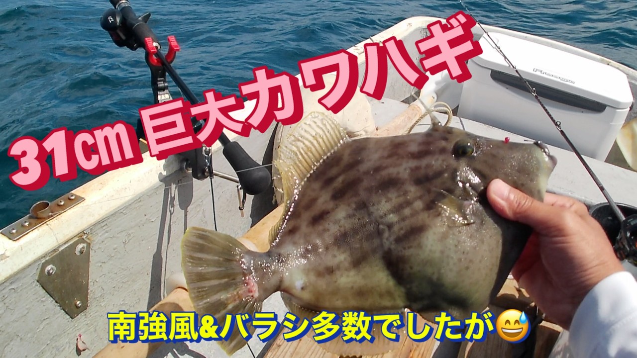 油壷ボート釣り】強風とバラシの苦戦から大逆転！胴突き仕掛けに31cm