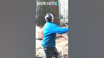 Micro-facts: Tree cutting video | uprooting a huge tree #youtubeshorts #shorts