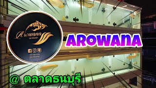 arowana ปลามังกร หนึ่งในปลายอดนิยมของไทย #NCO544