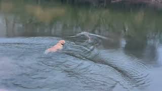 River Rat Monster Farts