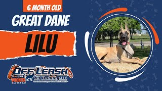 6 Mo Old Great Dane | Best Great Dane Dog Training | Off Leash K9 | Board & Train | Wichita