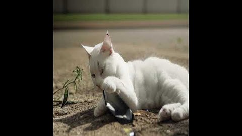 AI ART: Stable Diffusion White Cat