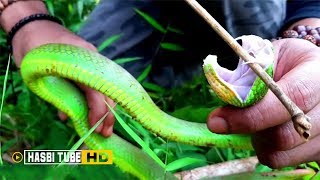 16 JENIS ULAR DI INDONESIA, NO 7 PALING BERBISA SERING DITEMUKAN DI SEKITAR RUMAH.mp3 16 JENIS ULAR DI INDONESIA, NO 7 PALING BERBISA SERING DITEMUKAN DI SEKITAR RUMAH.mp3