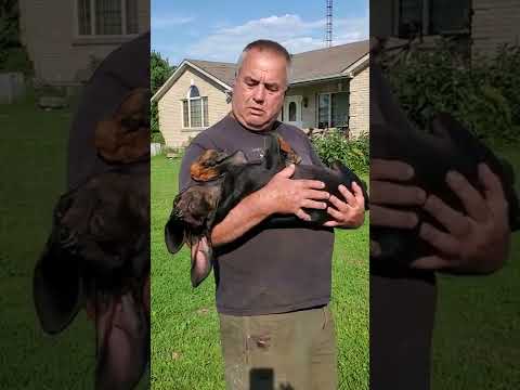 Video: Ar Rottweiler ar Black & Tan Coonhound Jums tinka?