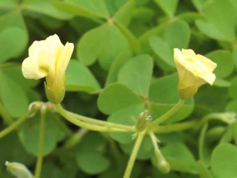 Video: Vierblaar Oxalis