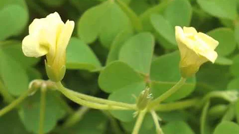 Plant portrait - Yellow wood sorrel (Oxalis stricta) - DayDayNews