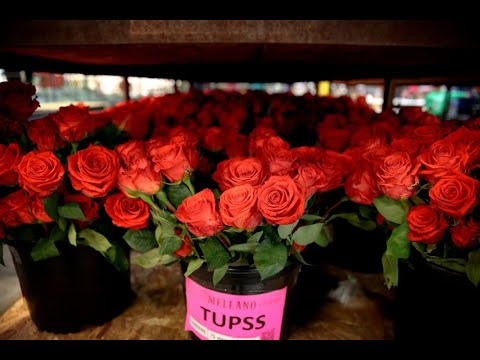 Vídeo: Guia do Visitante ao Desfile das Rosas de Pasadena