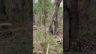 slave Cemetery exploring Beaufort sc plantation lowcountry