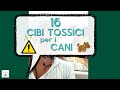 16 cibi TOSSICI per i CANI