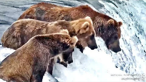 16 Jul 2022: 306, 25, and 912 Fish the Lip (explore.org)