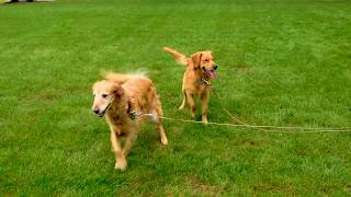 TevoPet TwinMax Two-Dog Tangle-Free Tie-Out Installation